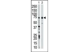 Image no. 1 for anti-WEE1 Homolog (S. Pombe) (WEE1) (Middle Region) antibody (ABIN360580) (WEE1 抗体  (Middle Region))