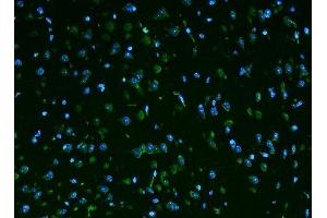 IF analysis of Rpl9 using anti-Rpl9 antibody (ABIN7599060).