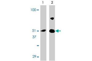 Western blot analysis of IRF7 in 293 cell lysate with IRF7 polyclonal antibody at (A) 0.