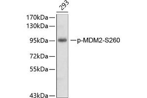 Western blot analysis of extracts of 293 cell line, using phospho-MDM2-S260 antibody (ABIN3019520, ABIN3019521, ABIN3019522 and ABIN6225445). (MDM2 抗体  (pSer260))