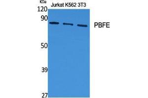 Western Blot (WB) analysis of specific cells using PBFE Polyclonal Antibody. (EHHADH 抗体  (Internal Region))