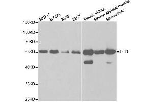 Western blot analysis of extracts of various cell lines, using DLD antibody. (DLD 抗体  (AA 36-300))