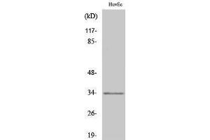 Western Blotting (WB) image for anti-Olfactory Receptor, Family 1, Subfamily L, Member 6 (OR1L6) (Internal Region) antibody (ABIN3186039) (OR1L6 抗体  (Internal Region))