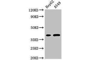 Western Blot Positive WB detected in: HepG2 whole cell lysate, A549 whole cell lysate All lanes: FOXI1 antibody at 3 μg/mL Secondary Goat polyclonal to rabbit IgG at 1/50000 dilution Predicted band size: 41, 31 kDa Observed band size: 41 kDa