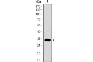 Western Blotting (WB) image for anti-GATA Binding Protein 6 (GATA6) (AA 491-557) antibody (ABIN1846324) (GATA6 抗体  (AA 491-557))