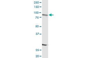 SCIN MaxPab rabbit polyclonal antibody. (Scinderin 抗体  (AA 1-468))