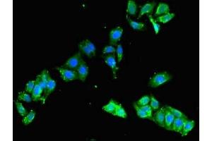 Immunofluorescent analysis of HepG2 cells using ABIN7152394 at dilution of 1:100 and Alexa Fluor 488-congugated AffiniPure Goat Anti-Rabbit IgG(H+L) (FCHO2 抗体  (AA 100-203))