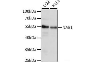 Western blot analysis of extracts of various cell lines using NAB1 Polyclonal Antibody at dilution of 1:1000. (NAB1 抗体)