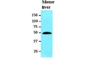 Western Blotting (WB) image for anti-Ribonuclease/angiogenin Inhibitor 1 (RNH1) (AA 7-461) antibody (ABIN400852) (RNH1 抗体  (AA 7-461))