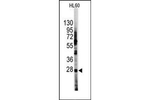 Image no. 1 for anti-Hes Family bHLH Transcription Factor 1 (HES1) (N-Term) antibody (ABIN358779) (HES1 抗体  (N-Term))