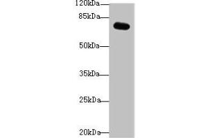 Western blot All lanes: RMI1 antibody at 4 μg/mL + Mouse kidney tissue Secondary Goat polyclonal to rabbit IgG at 1/10000 dilution Predicted band size: 70 kDa Observed band size: 70 kDa (RMI1 抗体  (AA 181-443))