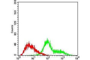 Flow cytometric analysis of Hela cells using TUBE1 mouse mAb (green) and negative control (red). (TUBE1 抗体  (AA 314-472))