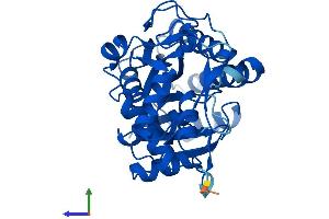 Protein Structure (PS) image for UDP-Galactose-4-Epimerase (GALE) (AA 1-347) protein (His tag) (ABIN7559616)
