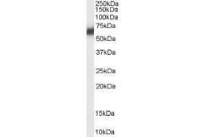 Image no. 1 for anti-Protein Disulfide Isomerase Family A, Member 2 (PDIA2) (Internal Region) antibody (ABIN374833) (PDIA2 抗体  (Internal Region))