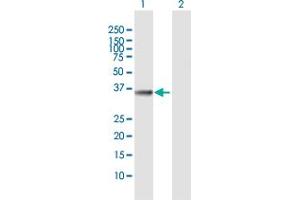 Western Blot analysis of FN3K expression in transfected 293T cell line by FN3K MaxPab polyclonal antibody. (FN3K 抗体  (AA 1-309))