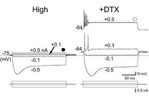 Dendrotoxin-I shifts the resting potential of avian high characteristic frequency region of nucleus magnocellularis neurons. (Dendrotoxin-I 蛋白)