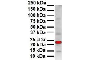 Western Blotting (WB) image for anti-SRY (Sex Determining Region Y)-Box 2 (SOX2) (Middle Region) antibody (ABIN2780468)