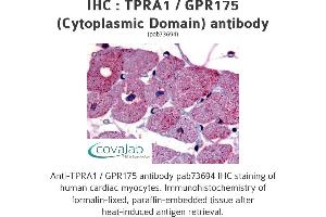 Image no. 1 for anti-Transmembrane Protein, Adipocyte Asscociated 1 (TPRA1) (3rd Cytoplasmic Domain) antibody (ABIN1740235) (GPR175 抗体  (3rd Cytoplasmic Domain))