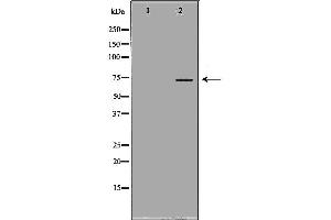 Western blot analysis of Mouse liver tissue lysates, using KNG1 Antibody. (KNG1 抗体  (N-Term))
