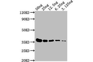 Western Blot Positive WB detected in: E-tagged fusion protein at 50 ng, 25 ng, 12. (E Tag 抗体)