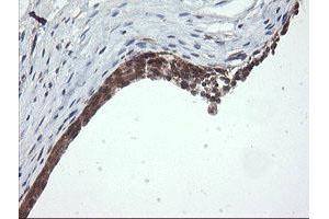 Image no. 11 for anti-OTU Domain, Ubiquitin Aldehyde Binding 1 (OTUB1) antibody (ABIN1499932)