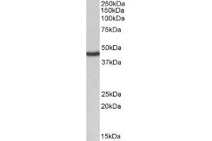 ABIN570953 (1µg/ml) staining of Human Kidney lysate (35µg protein in RIPA buffer).