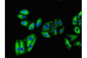 Immunofluorescent analysis of HepG2 cells using ABIN7162595 at dilution of 1:100 and Alexa Fluor 488-congugated AffiniPure Goat Anti-Rabbit IgG(H+L) (VNN1 抗体  (AA 97-197))