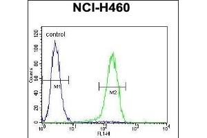 PREF6 Antibody (C-term) (ABIN655365 and ABIN2844922) flow cytometric analysis of NCI- cells (right histogr) compared to a negative control cell (left histogr). (PRAMEF6 抗体  (C-Term))