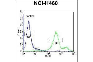 Flow cytometric analysis of NCI-H460 cells (right histogram) compared to a negative control cell (left histogram). (EBPL 抗体  (C-Term))