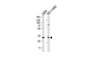 H2AFY2 Antibody (Center) (ABIN1881401 and ABIN2838461) western blot analysis in CEM,NCI- cell line lysates (35 μg/lane). (H2AFY2 抗体  (AA 148-169))
