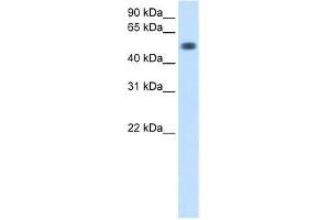 Transfected 293T; WB Suggested Anti-TOR3A Antibody Titration: 0. (TOR3A 抗体  (Middle Region))