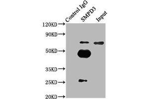 Immunoprecipitating SMPD3 in mouse brain whole cell lysate Lane 1: Rabbit control IgG (1 μg) instead of ABIN7170557 in mouse brain whole cell lysate. (SMPD3 抗体  (AA 401-655))