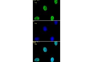 Histone H3K4me2 antibody (pAb) tested by immunofluorescence. (Histone 3 抗体  (2meLys4))