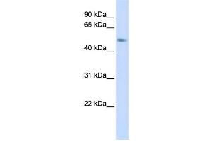 Western Blotting (WB) image for anti-Chromosome 15 Open Reading Frame 27 (C15orf27) antibody (ABIN2459594) (C15orf27 抗体)