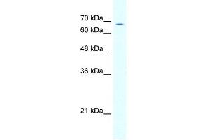GABRD antibody (20R-1331) used at 0. (GABRD 抗体  (N-Term))