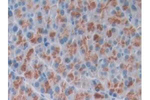 Detection of OSTN in Mouse Pancreas Tissue using Polyclonal Antibody to Osteocrin (OSTN) (Osteocrin 抗体  (AA 26-130))