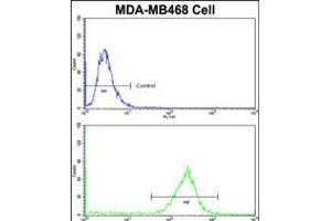 Flow cytometric analysis of MDA-MB468 cells using PRDX3 Antibody (N-term)(bottom histogram) compared to a negative control cell (top histogram)FITC-conjugated goat-anti-rabbit secondary antibodies were used for the analysis. (Peroxiredoxin 3 抗体  (N-Term))