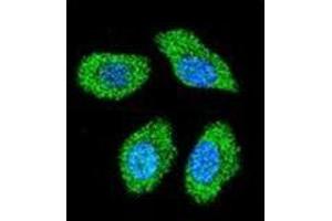 Confocal immunofluorescent analysis of IER3 / IEX1 Antibody (N-term) Cat. (IER3 抗体  (N-Term))