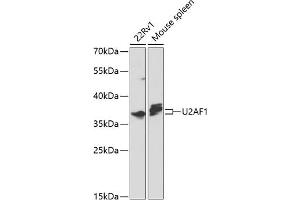 Western blot analysis of extracts of various cell lines, using U2 antibody (ABIN6130748, ABIN6149754, ABIN6214722 and ABIN6214724) at 1:1000 dilution. (U2AF1 抗体  (AA 1-240))