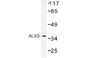 Image no. 1 for anti-ALX Homeobox 3 (ALX3) antibody (ABIN272147)