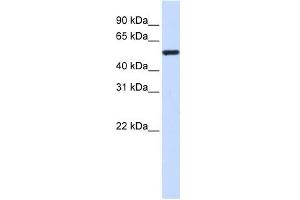 alpha Tubulin 4A antibody used at 1 ug/ml to detect target protein. (TUBA4A 抗体  (Middle Region))