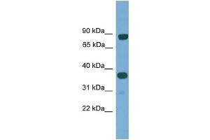WB Suggested Anti-KHDRBS2 Antibody Titration: 0. (KHDRBS2 抗体  (N-Term))