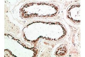 Immunohistochemical analysis of paraffin-embedded human-testis, antibody was diluted at 1:200 (MZB1 抗体  (AA 1-50))