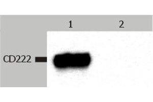 Western Blotting analysis (non-reducing conditions) of CD222 in whole cell lysate of JURKAT human peripheral blood T cell leukemia cell line. (IGF2R 抗体  (APC))