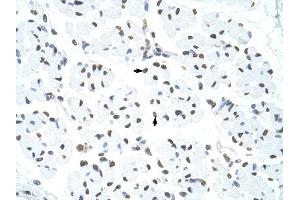 HNRPUL1 antibody was used for immunohistochemistry at a concentration of 4-8 ug/ml to stain Skeletal muscle cells (arrows) in Human Muscle. (HNRNPUL1 抗体  (C-Term))