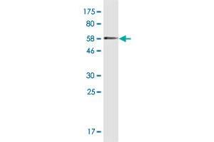 Western Blot detection against Immunogen (54. (MYOZ2 抗体  (AA 1-264))