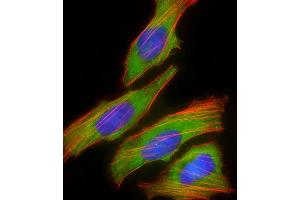 Immunofluorescent analysis of 4 % paraformaldehyde-fixed, 0. (DBH 抗体  (N-Term))