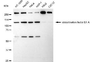 anti-Ubiquitination Factor E4A (UBE4A) antibody