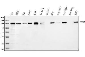 anti-Budding Uninhibited By Benzimidazoles 1 Homolog (Yeast) (BUB1) (AA 731-1085) antibody