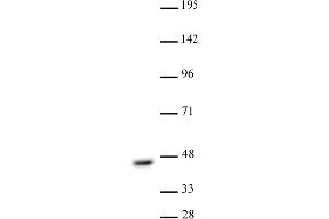 CBX8 antibody (pAb) tested by Western blot. (CBX8 抗体  (C-Term))